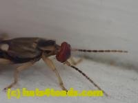 /home//u458753944/public_html/sourcegallery//////Insects and small critters/earwigs (Dermaptera)/P4260004.JPG